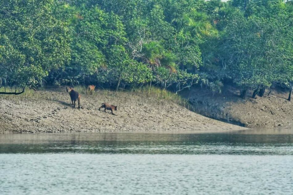 The Majestic Beauty of the Sundarbans: Beyond the Mangroves
