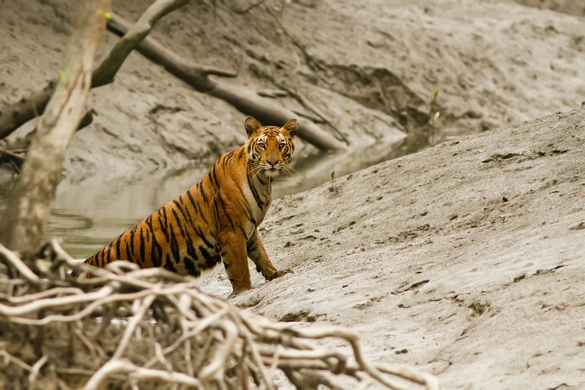 Embracing Nature’s Warmth: A Retreat at Sundarban Tulip Homestay