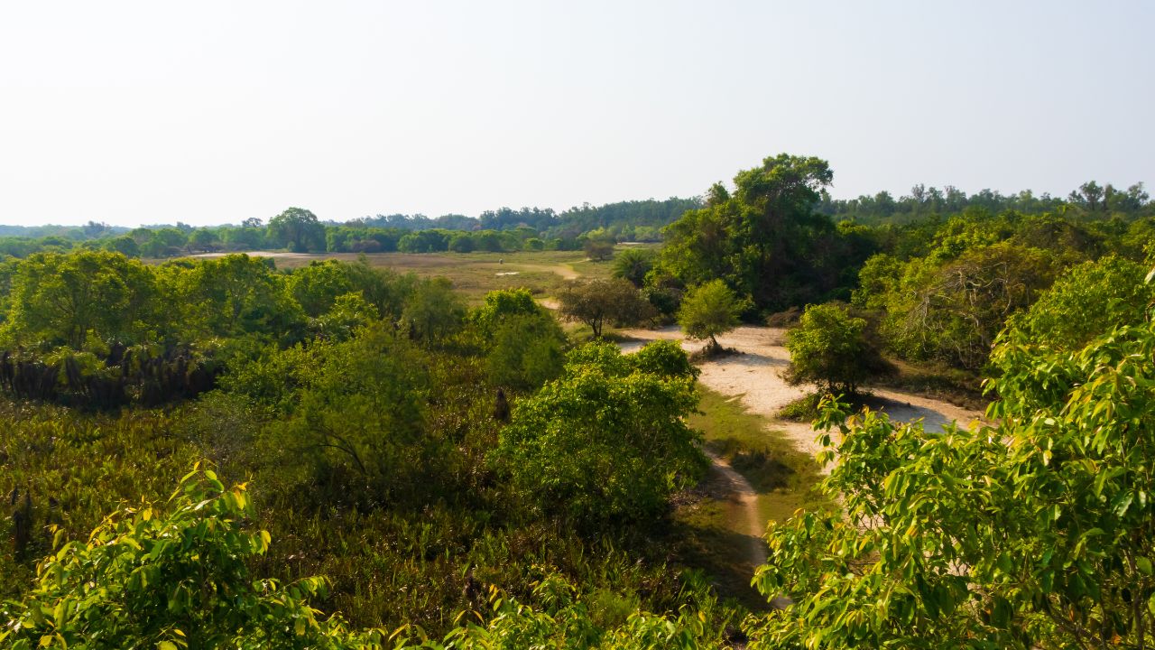 A Visit to the Sundarbans via the Sundarban Tulip Homestay