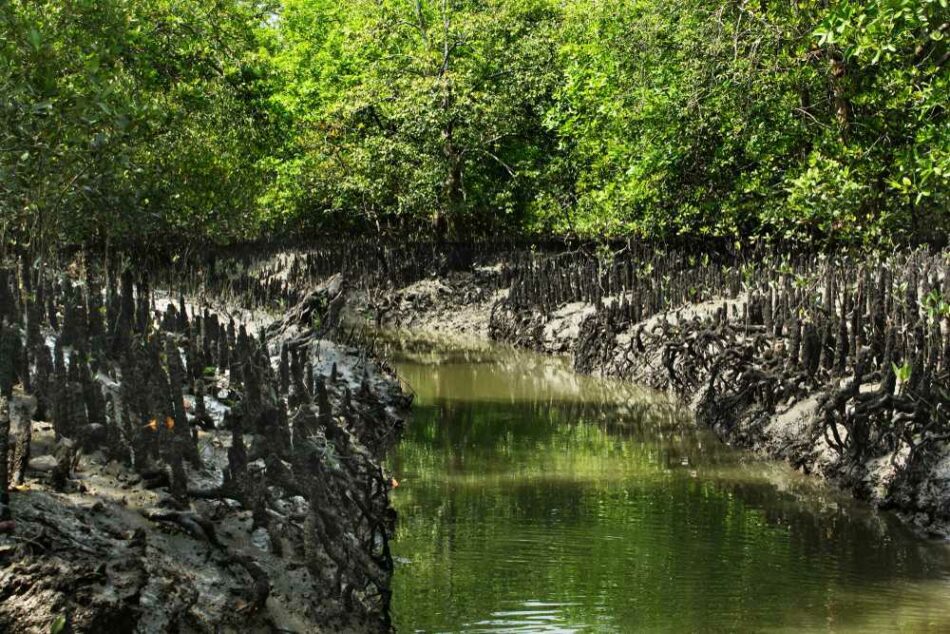 Explore the Serenity of Sundarban